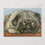 Snug Pug Postcard at Zazzle