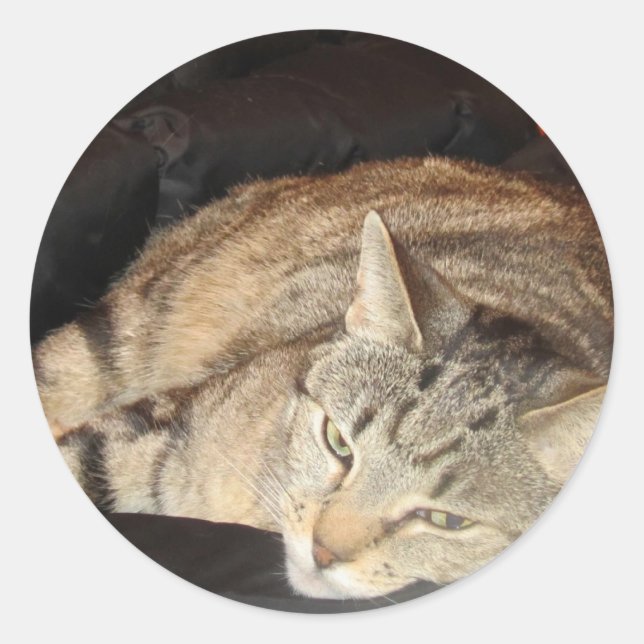 Snuggle Time For Indigo Classic Round Sticker (Front)