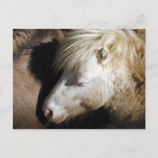 Snuggled pony postcard