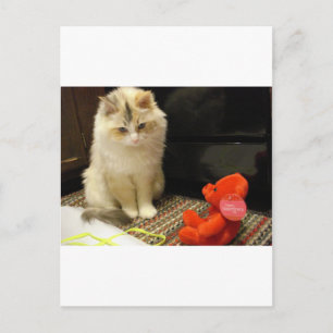 Snuggler meows "Happy Valentines Day!" Holiday Postcard