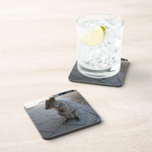 "Snuggles in Australia: A Cuddly Gray Quokka" Beverage Coaster
