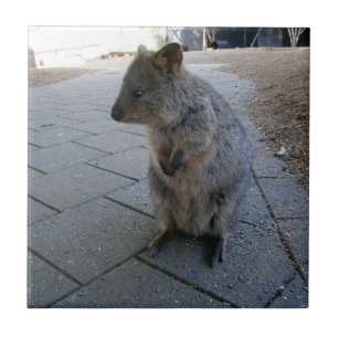 "Snuggles in Australia: A Cuddly Gray Quokka" Ceramic Tile