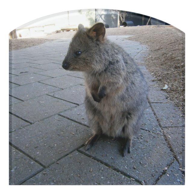 "Snuggles in Australia: A Cuddly Gray Quokka" Door Sign (Contour Front)