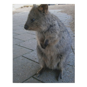 "Snuggles in Australia: A Cuddly Gray Quokka" Faux Canvas Print