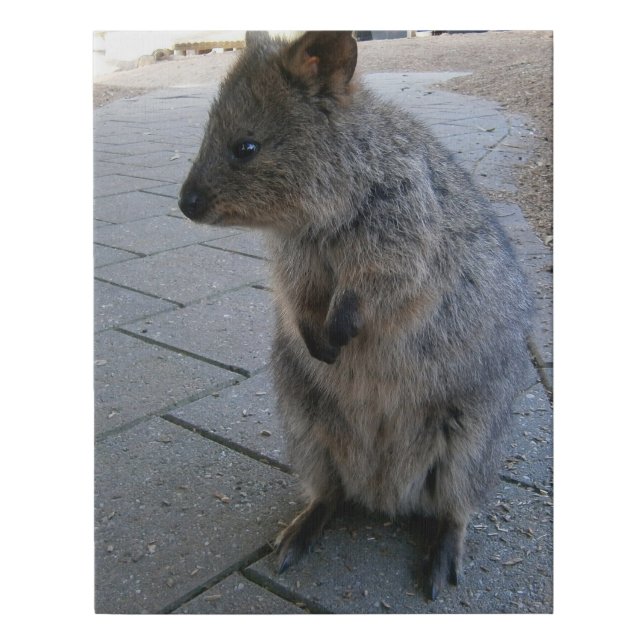 "Snuggles in Australia: A Cuddly Gray Quokka" Faux Canvas Print (Front)