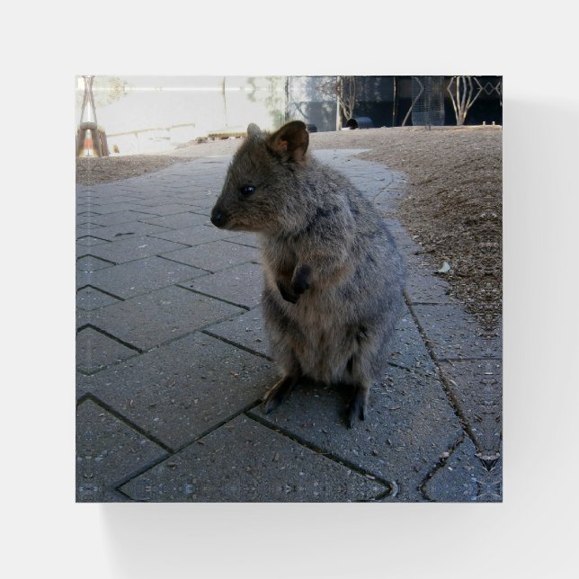 "Snuggles in Australia: A Cuddly Gray Quokka" Paperweight (Front)