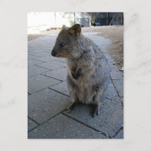"Snuggles in Australia: A Cuddly Gray Quokka" Postcard
