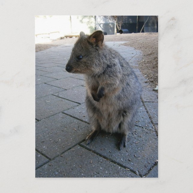 "Snuggles in Australia: A Cuddly Gray Quokka" Postcard (Front)