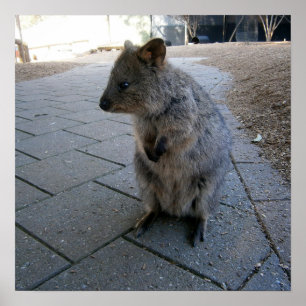"Snuggles in Australia: A Cuddly Gray Quokka" Poster