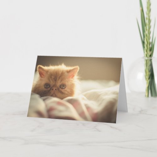 Snuggley Persian Kitten Get Well Card