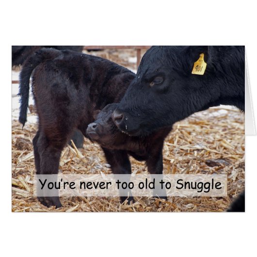 Snuggling Cows Cards (Front Horizontal)