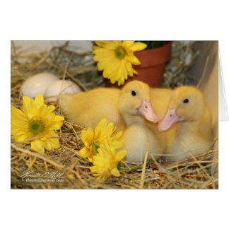 Snuggling Ducklings Cards