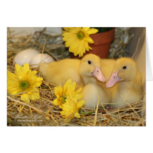 Snuggling Ducklings Cards (Front Horizontal)
