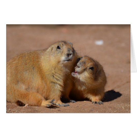Snuggling Prairie Dogs Cards (Front Horizontal)