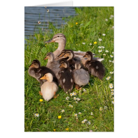 Snuggly Ducklings Cards (Front)