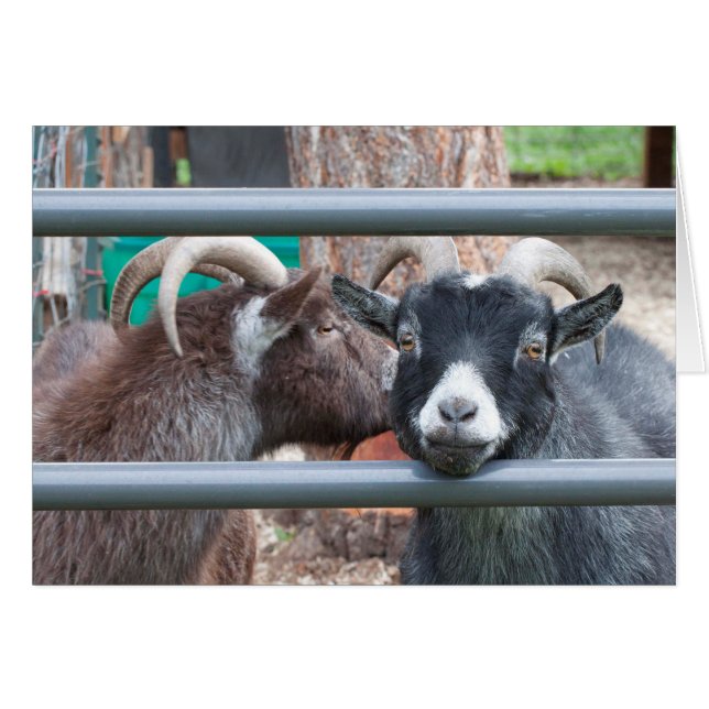 Snuggly Goats! Cards (Front Horizontal)