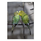 Snuggly Pair of Budgies (Front)