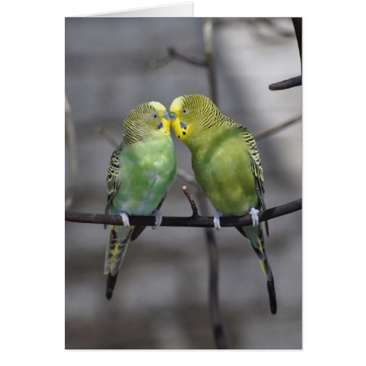 Snuggly Pair of Budgies Cards (Front)
