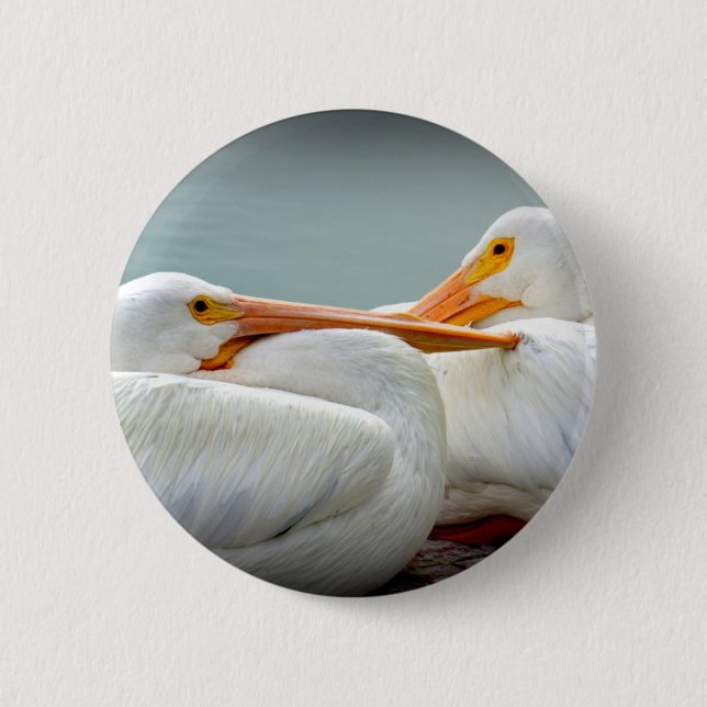 Snuggly Pelicans Button (Front)