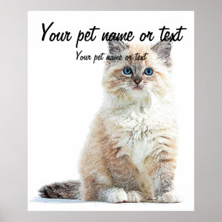 So Adorable and Cute, Ragdoll Cat Poster