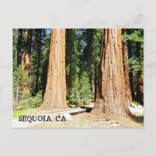 So Beautiful Sequoia Postcard Postcard