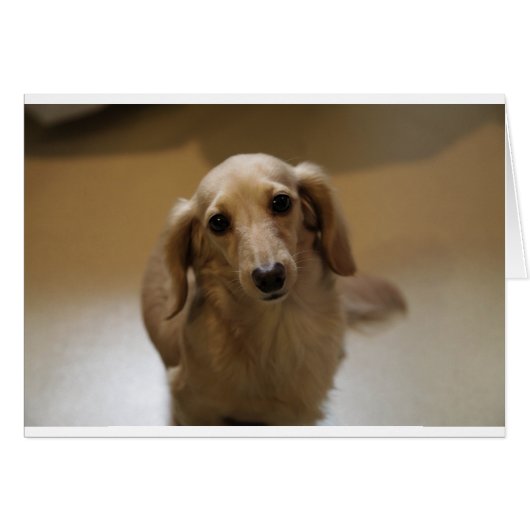 So Cute Dachschund Puppy Cards (Front Horizontal)