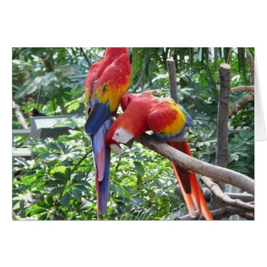 So funny - macaw cards (Front Horizontal)
