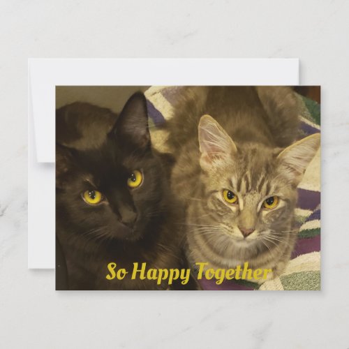 So Happy Together Purrfect Valentines Two Cats Note Card