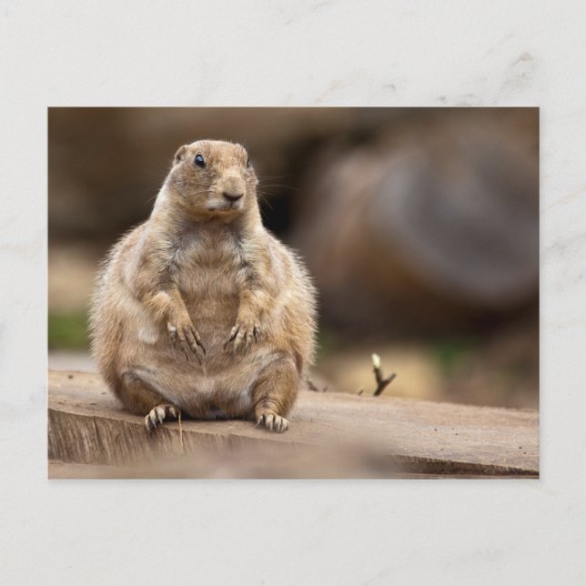 So I'm a Little Short for my Weight Postcard (Front)