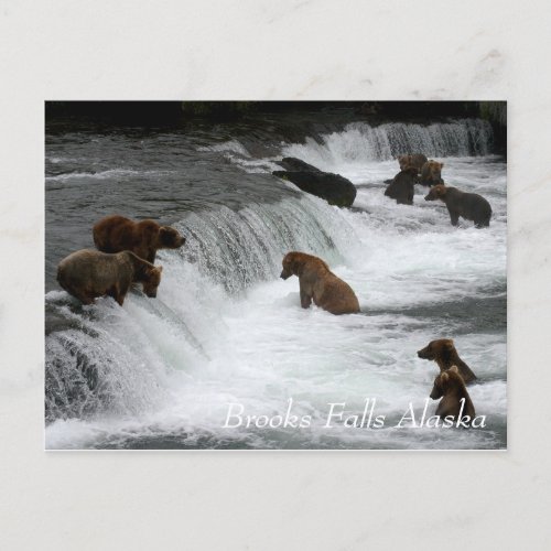 So many bears Brooks Falls Alaska  Postcard