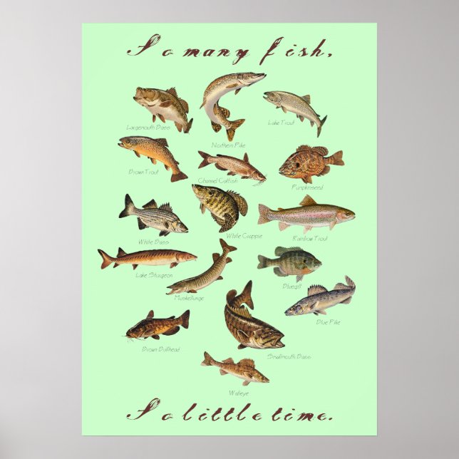 So Many Fish, So Little Time Poster (Front)