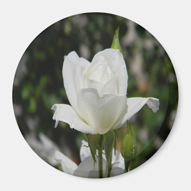 So pure..... magnet (Front)