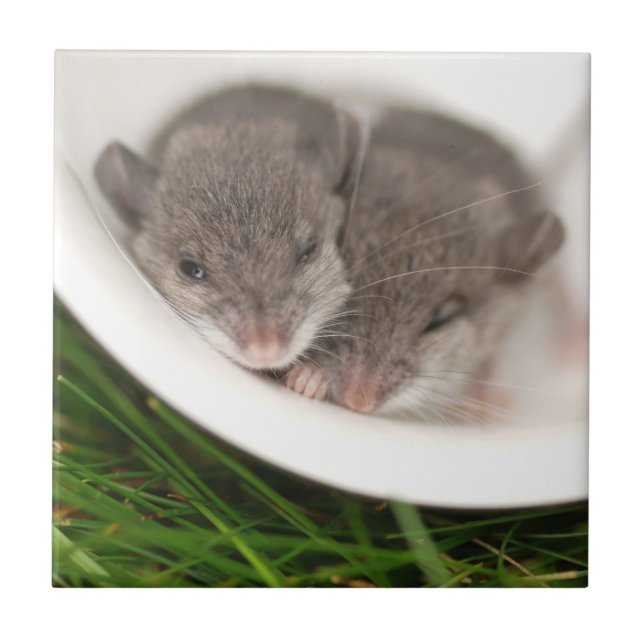 So Sleepy Baby Mice Ceramic Tile (Front)