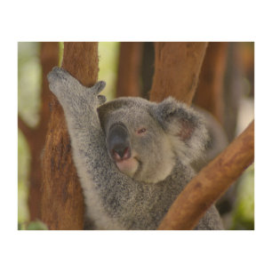 So Sweet Koala Bear Wood Wall Art