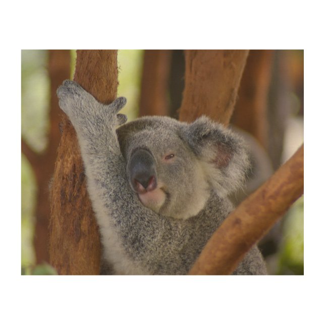 So Sweet Koala Bear Wood Wall Art (Front)