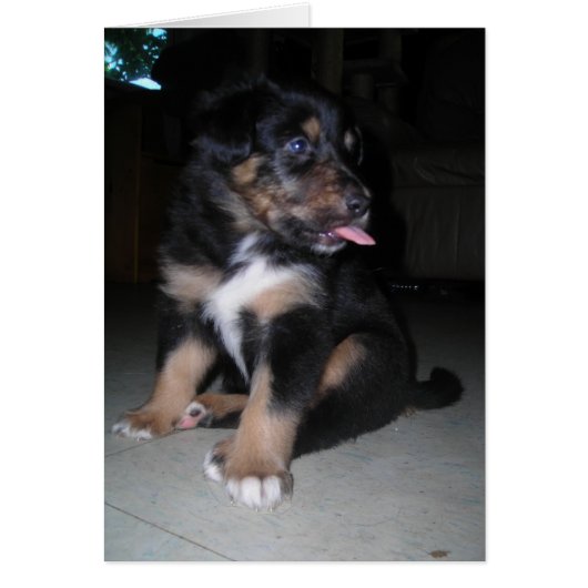 So There! Puppy raspberry Cards (Front)