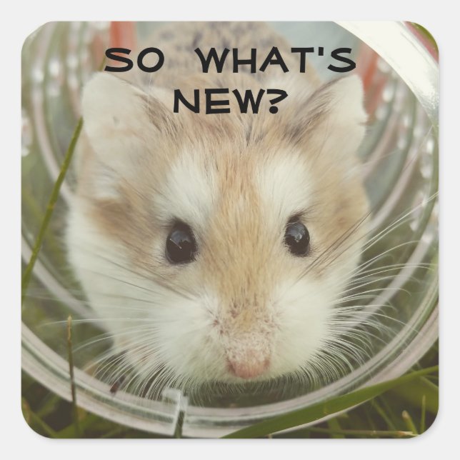 So What's New Hamster Square Sticker (Front)