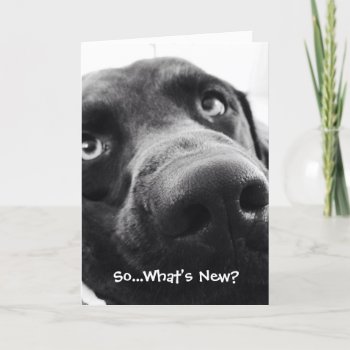 So What's New? Hello Greeting Card by Sidelinedesigns at Zazzle