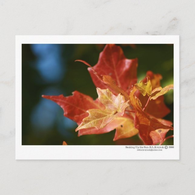 Soaking Up the Sun Postcard (Front)