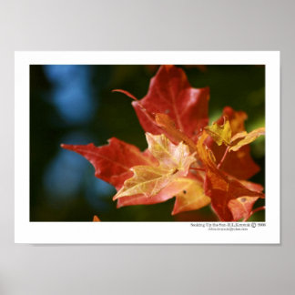 Soaking Up the Sun Poster