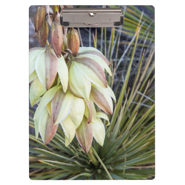 Soaptree Yucca Flowers In The Upper Missouri Clipboard (Front)