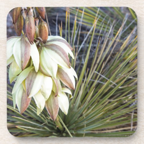 Soaptree Yucca Flowers In The Upper Missouri Coaster