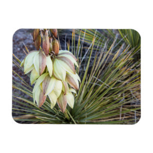 Soaptree Yucca Flowers In The Upper Missouri Magnet
