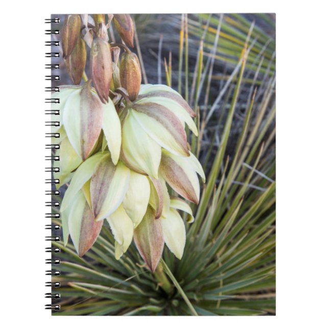 Soaptree Yucca Flowers In The Upper Missouri Notebook (Front)