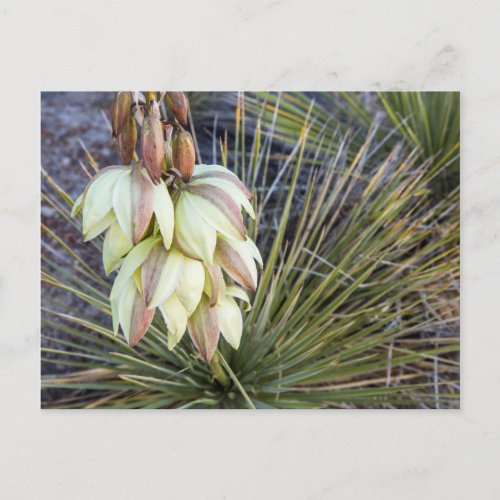 Soaptree Yucca Flowers In The Upper Missouri Postcard