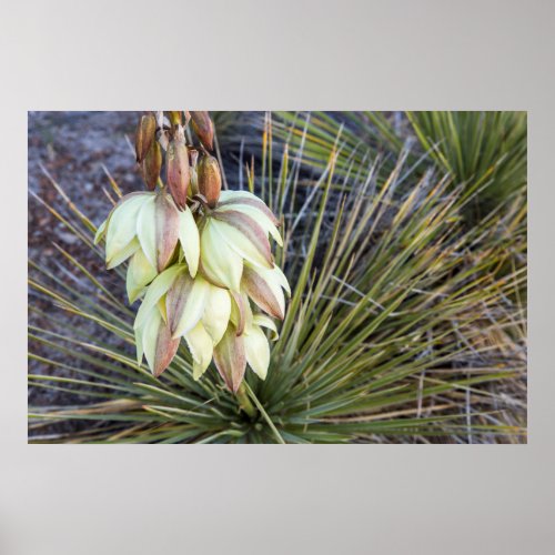 Soaptree Yucca Flowers In The Upper Missouri Poster