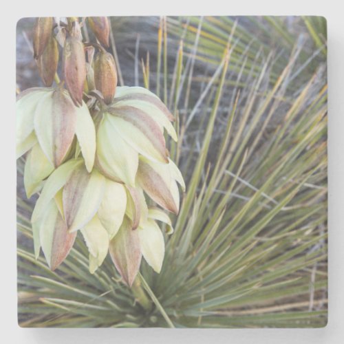 Soaptree Yucca Flowers In The Upper Missouri Stone Coaster