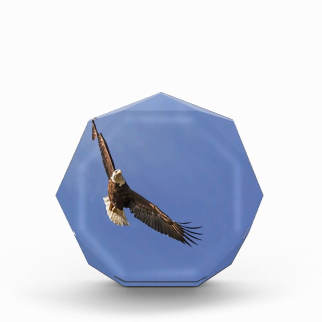 Soaring Bald Eagle Award (Front)
