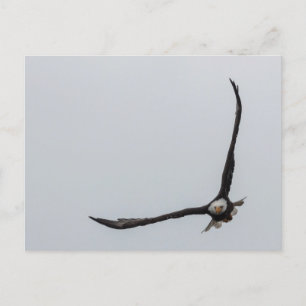 Soaring Bald Eagle Bird Flight Beautiful Nature Announcement Postcard