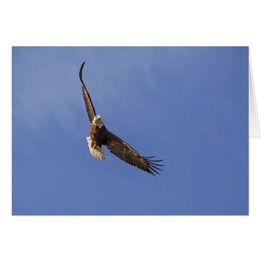 Soaring Bald Eagle Cards (Front Horizontal)